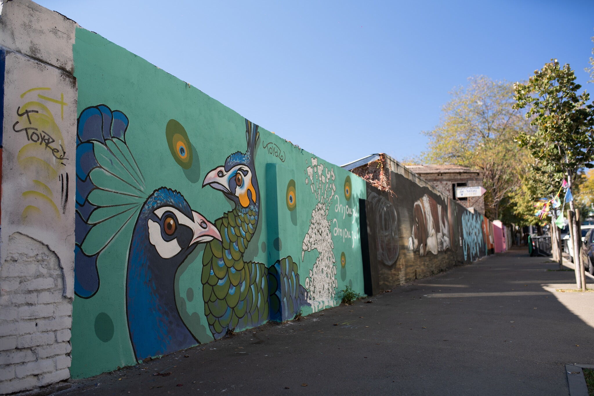 Peacock - Toydze