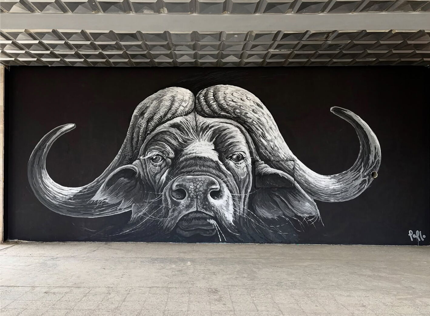 Buffalo - Pablo