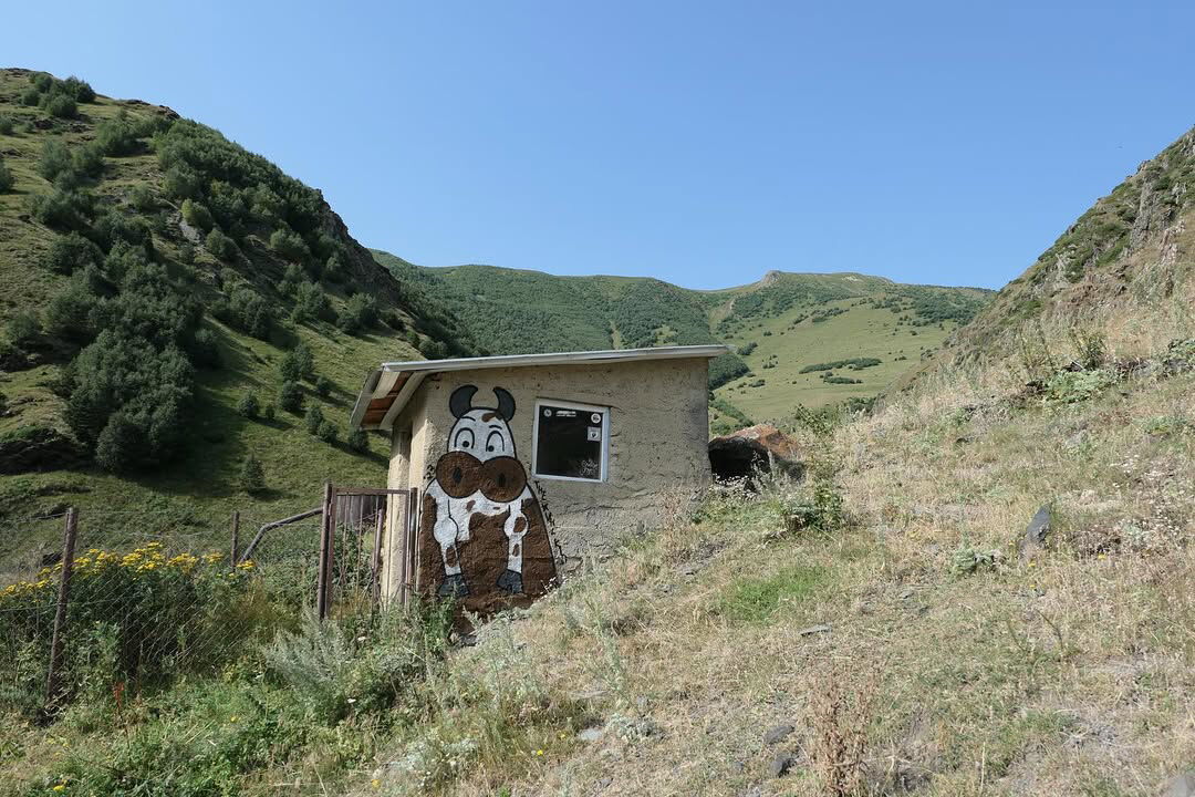 Cow