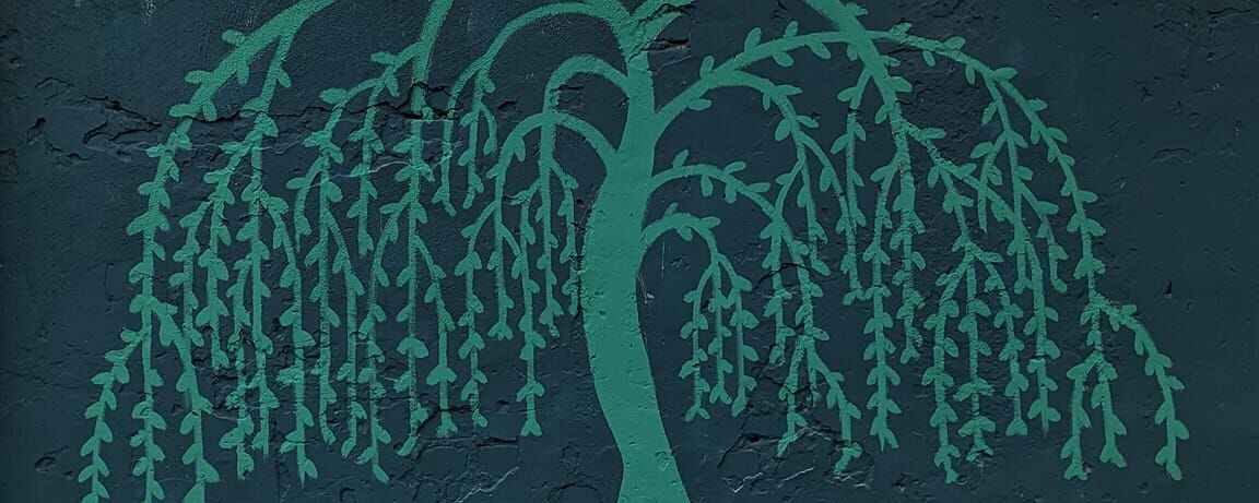 Weeping Willow Tree